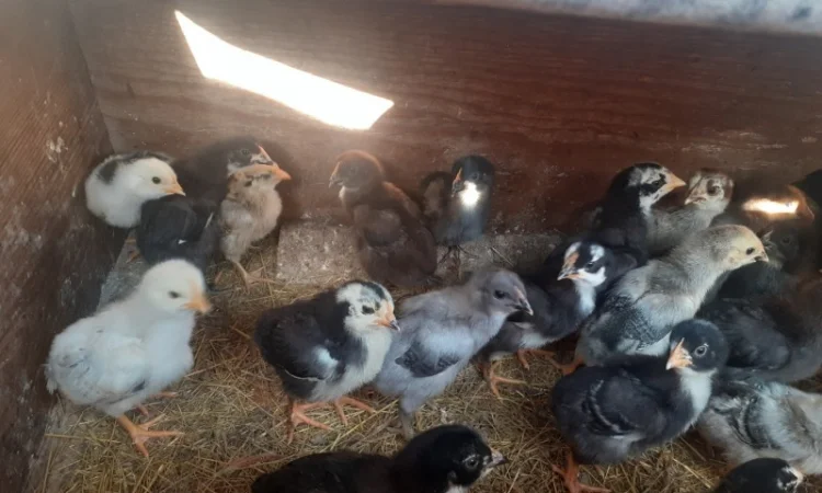 Курчата домашній мясо- яєчний крос Домінанта - фото № 4