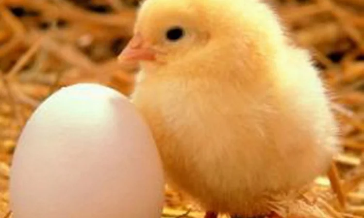 Продаж підрощених та добових курчат - фото № 1