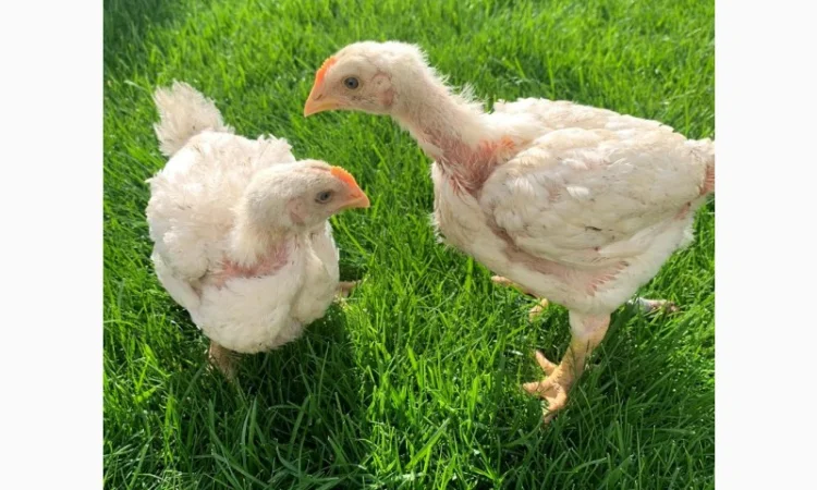 Продаж підрощених та добових курчат - фото № 4