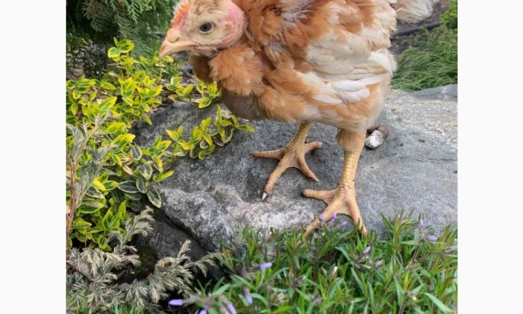 Продаж підрощених та добових курчат - фото № 5