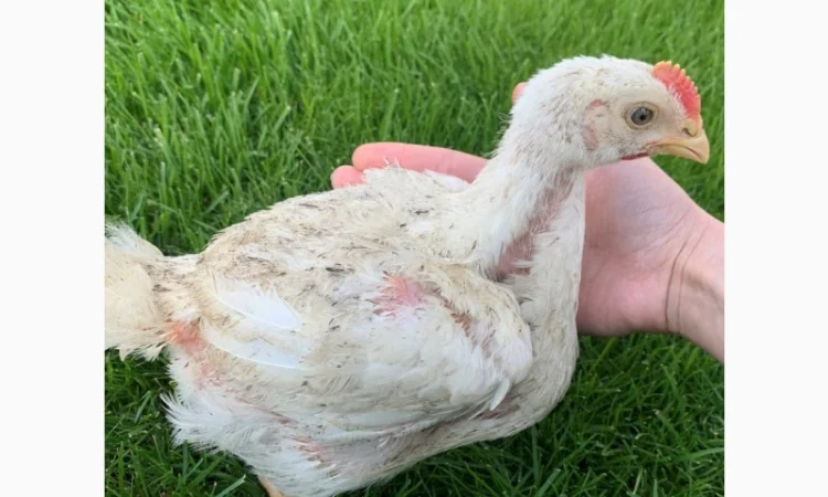 Продаж підрощених та добових курчат - фото № 6