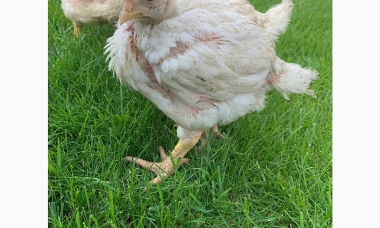 Продаж підрощених та добових курчат - фото № 7