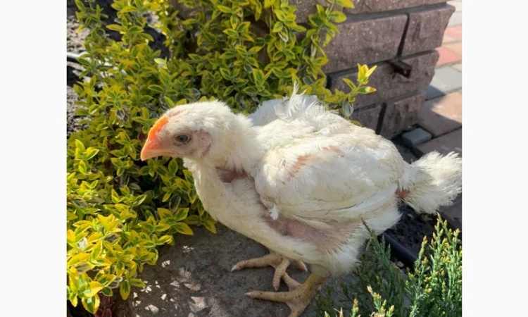 Продаж підрощених та добових курчат - фото № 8