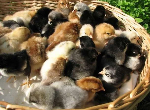 Реалізую молодняк свійської птиці від 1 до7 днів - фото № 2