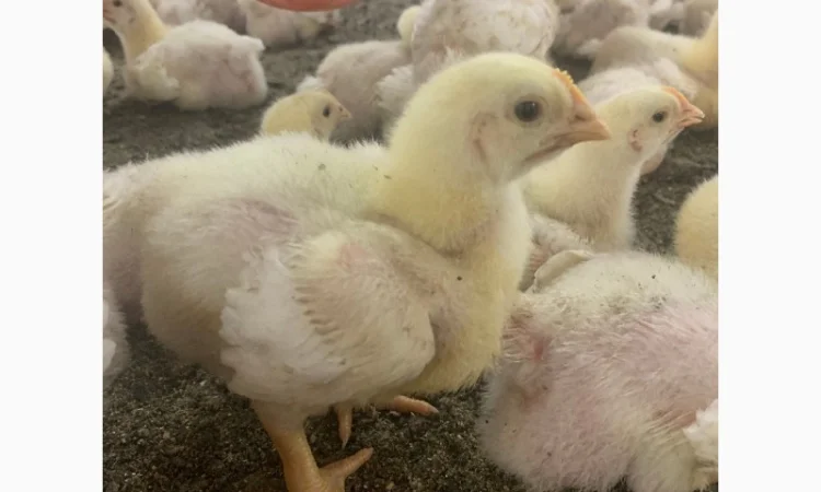 Продам цыплят бройлера Росс-308 - фото № 1