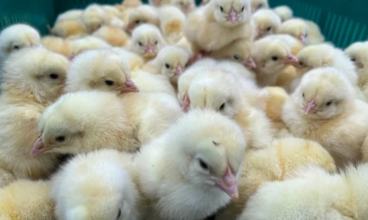 Курчата бройлер кобб 500 - фото № 1