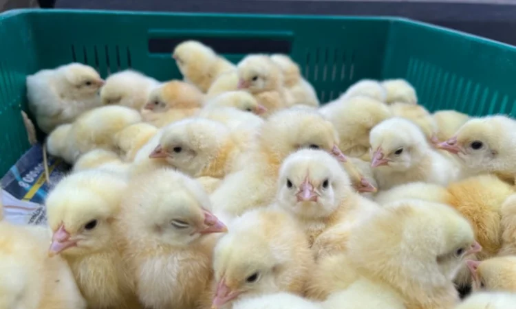 Курчата бройлер кобб 500 - фото № 2