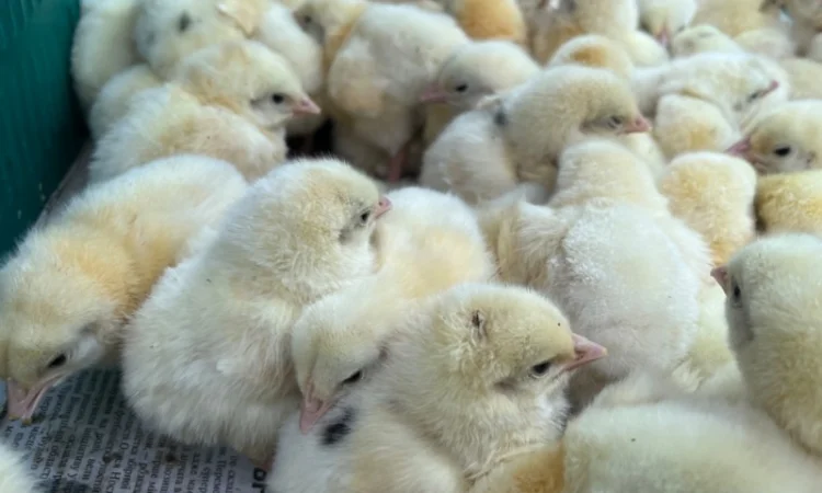 Добові курчата бройлер кобб 500 - фото № 6