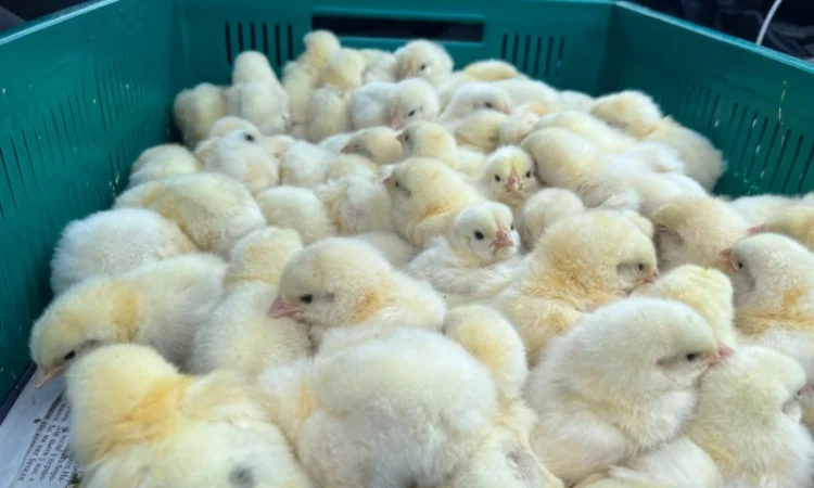 У продажу добові курчата бройлер кобб 500 - фото № 4