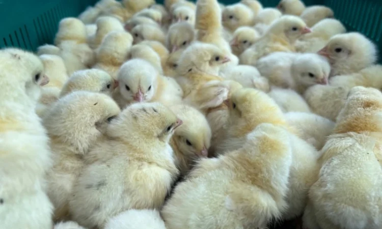 Добовий бройлер суточні курчата - фото № 1