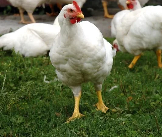 Добовий бройлер суточні курчата - фото № 2