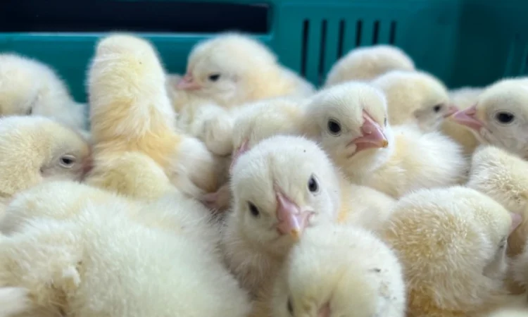 Добовий бройлер суточні курчата - фото № 4