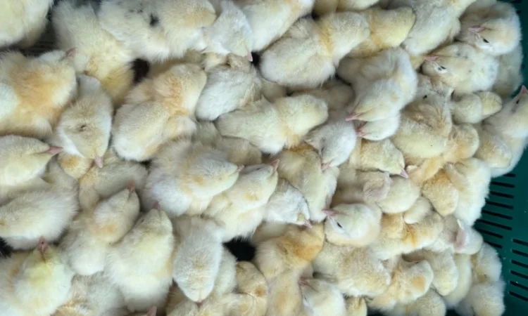 Добовий бройлер суточні курчата - фото № 5