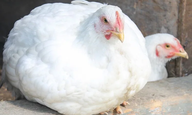 Добові курчата бройлер суточний кобб 500 - фото № 2