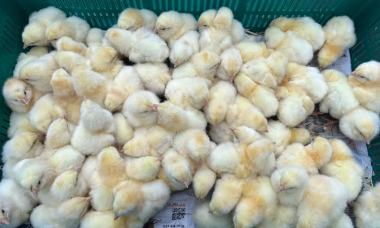 Добові курчата бройлер суточний кобб 500 - фото № 3