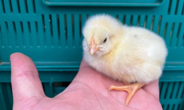 Добові курчата бройлер суточний кобб 500 - фото № 4