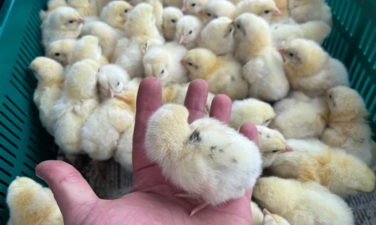 Бройлер кобб 500 курчата добові - фото № 1