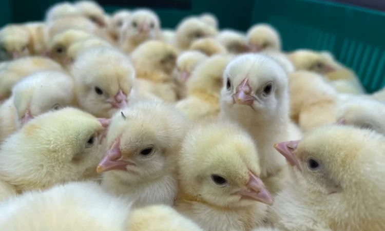 Курчата добові бройлер - фото № 1