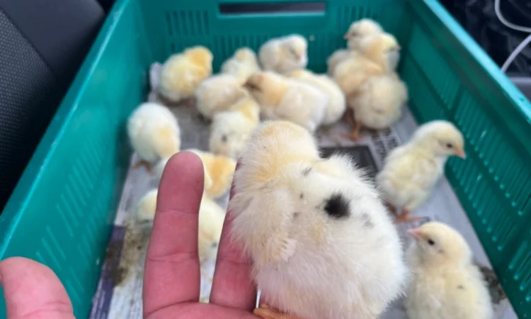 Курчата добові бройлер - фото № 4