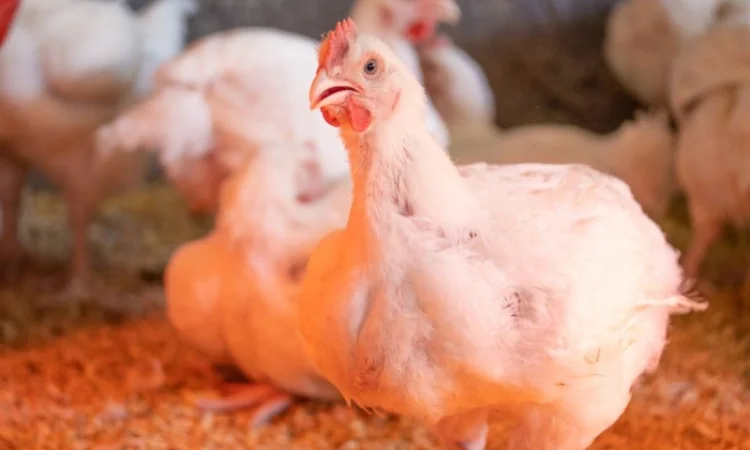 Якісні курчата бройлер суточний - фото № 2