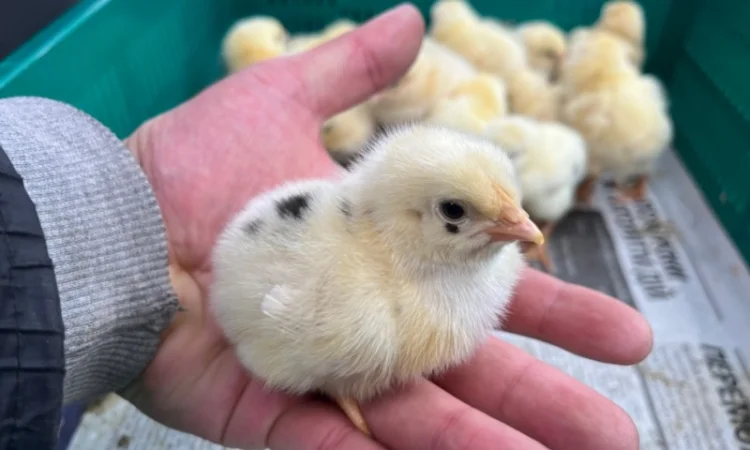 Реалізація добових курчат бройлерів кобб 500 - фото № 1