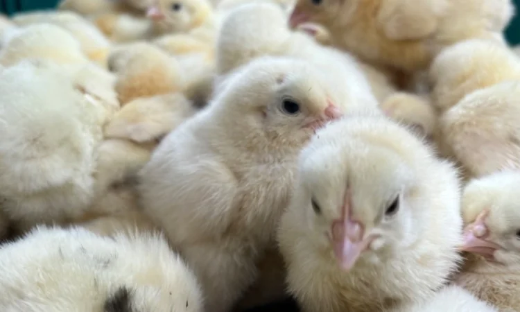 Реалізація добових курчат бройлерів кобб 500 - фото № 2