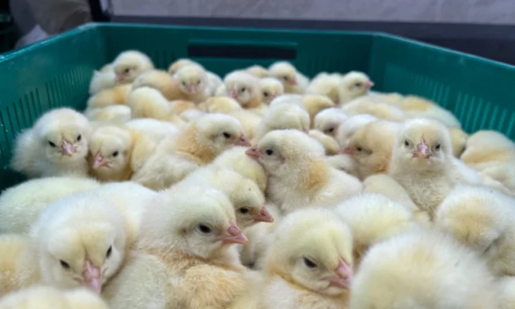Курчата мʼясної породи бройлер кобб 500 - фото № 1