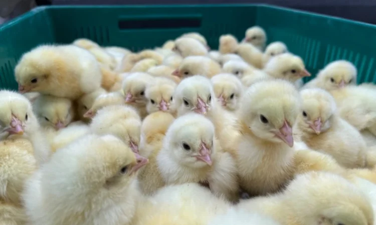 Курчата мʼясної породи бройлер кобб 500 - фото № 2