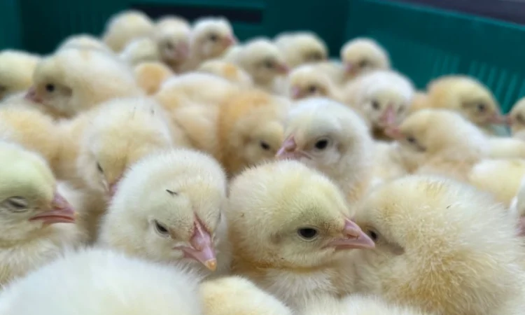 Курчата мʼясної породи бройлер кобб 500 - фото № 3