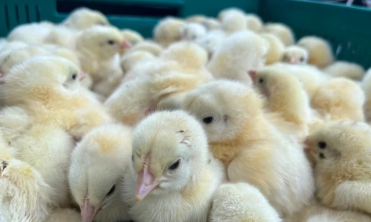 Продаж добового бройлера - фото № 1