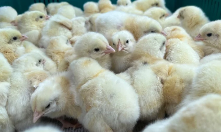 Продаж добового бройлера - фото № 2