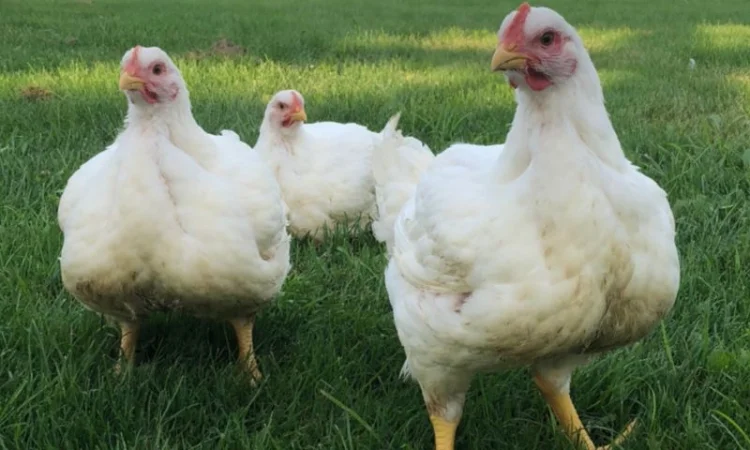 Продаж добового бройлера - фото № 4