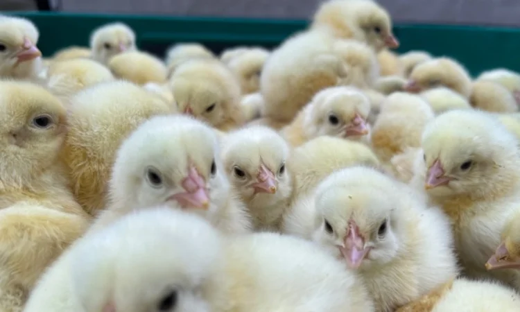 Добовий молодняк бройлера кобб 500 - фото № 2