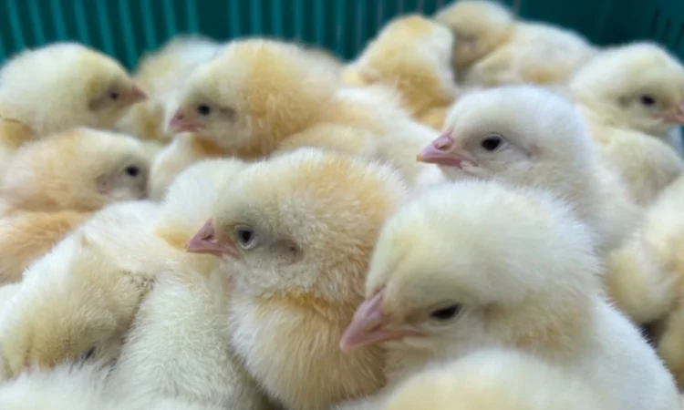 Добовий молодняк бройлера кобб 500 - фото № 3