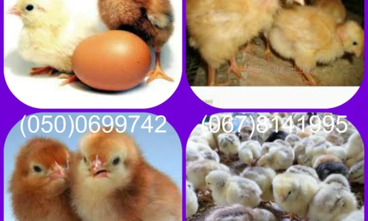 Продам цыплят Редбро, Мастер Грей и другие - фото № 1