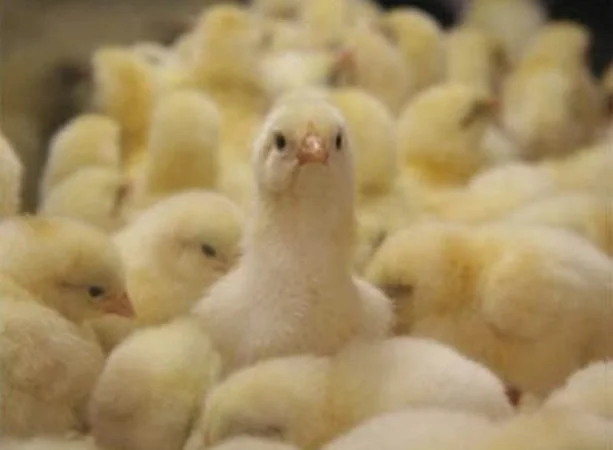 Продам цыплят Редбро, Мастер Грей и другие - фото № 2