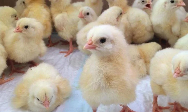 Продам бройлера, цыплят, утят - фото № 1