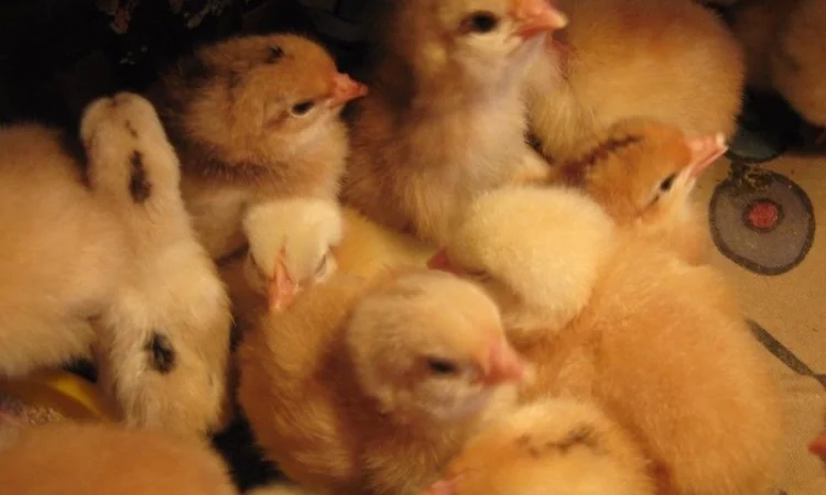 Продам бройлера, цыплят, утят - фото № 2