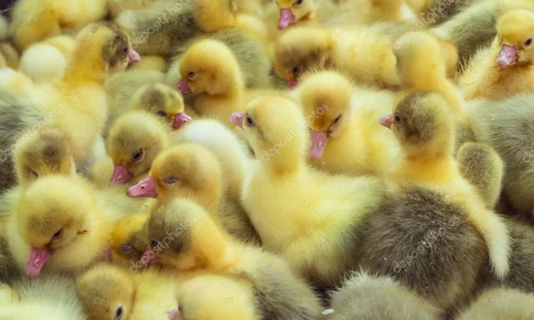 Продам бройлера, цыплят, утят - фото № 4