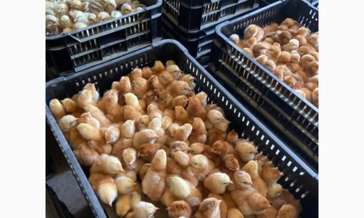 Курчата оптом - фото № 1