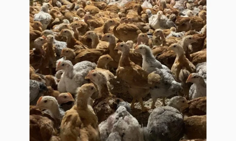 Курчата оптом - фото № 3