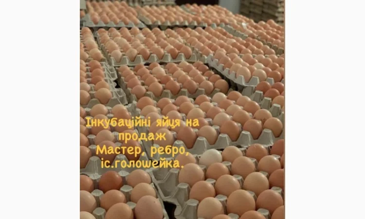 Курчата оптом - фото № 4