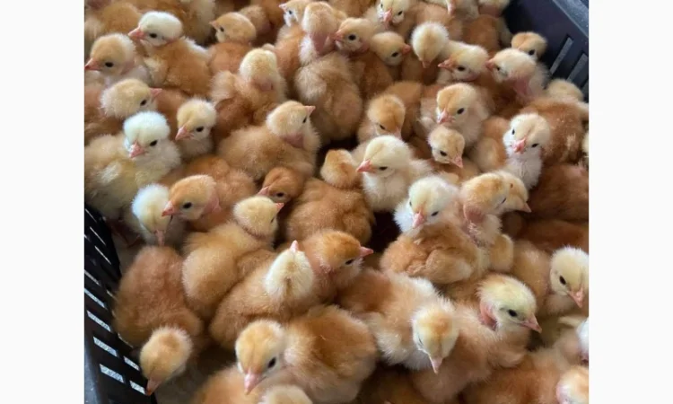 Курчата оптом - фото № 6