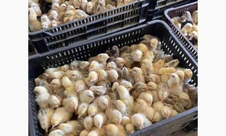 Курчата оптом - фото № 7