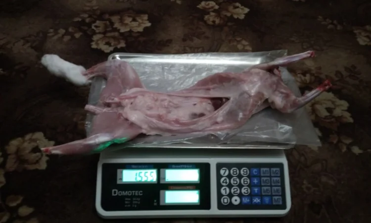 Продам м'ясо кролика. Кролятина. Тушка кролика - фото № 1