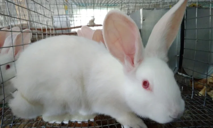 Продам м'ясо кролика. Кролятина. Тушка кролика - фото № 2