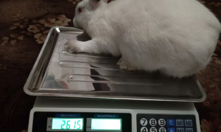 Продам м'ясо кролика. Кролятина. Тушка кролика - фото № 3