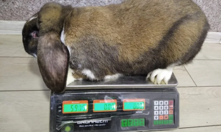 Продам м'ясо кролика – 180 грн/кг - фото № 2