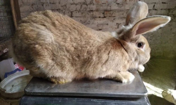 Продам м'ясо кролика – 180 грн/кг - фото № 3