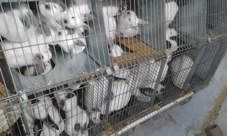 Продам м’ясо кролика породи Каліфорнія оптом (20 тушок) - фото № 1